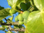 fig fruit