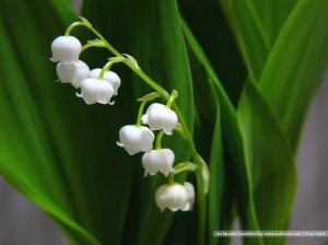 [wallcoo_com]_Lily_Of_The_Valley_245766