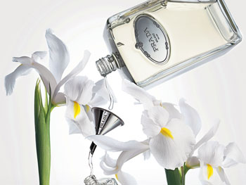 Prada Infusion d'Iris