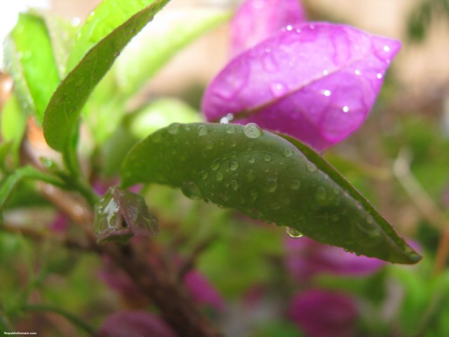 wet_purple_flower_rain-normal