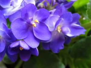 violets1