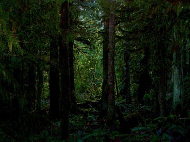 ws_Dark_forest_1600x1200