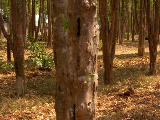 Oud Agarwood-biolandes