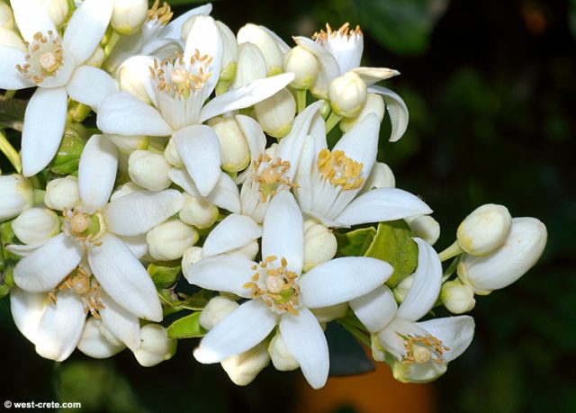 orange blossom