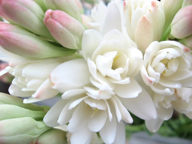 White_Tuberose