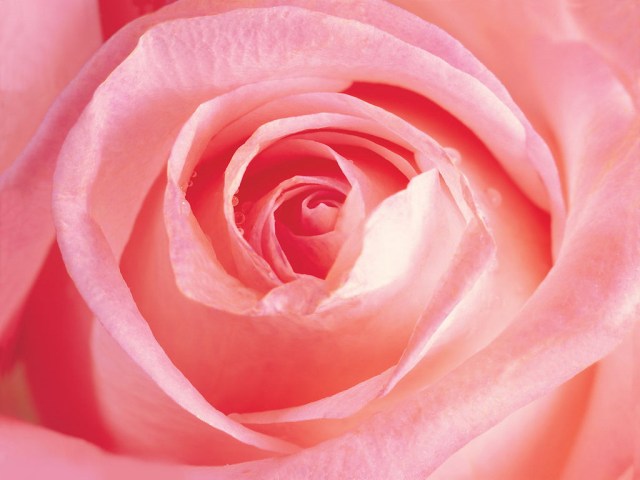 Pink-Rose-2