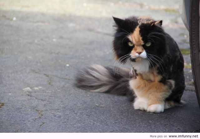 Found-this-angry-cat-in-my-boyfriends-yard