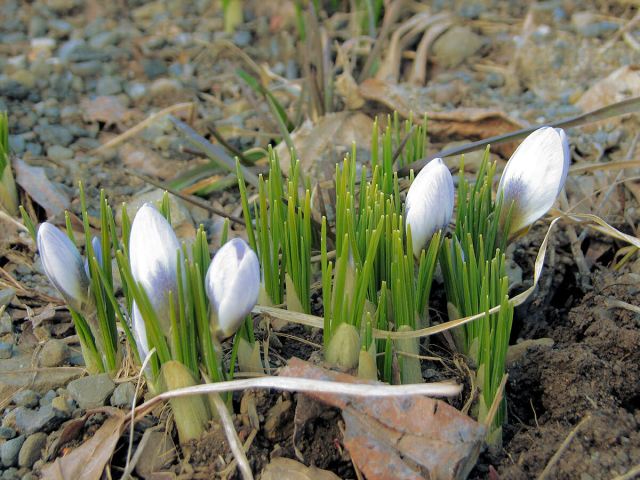 first_crocus_2008