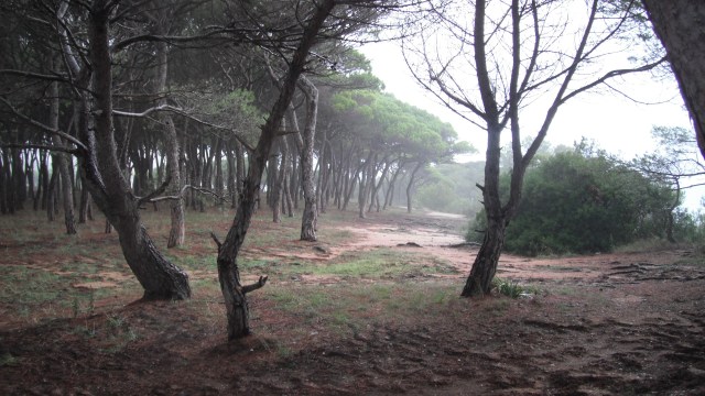 Forest in the mist in Spain by John