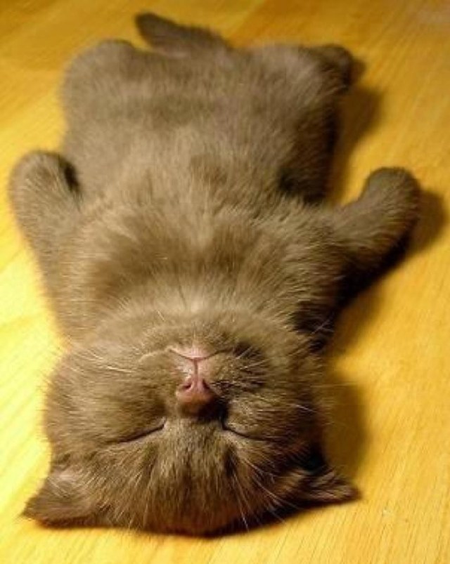 sleeping cat