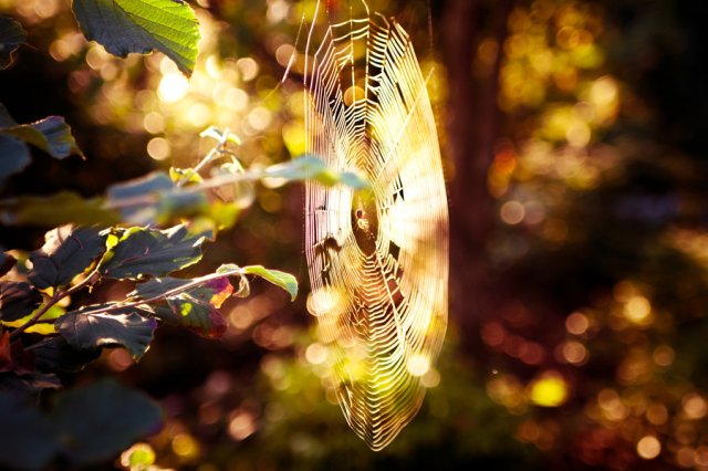 bathed_in_gold_by_ksenkat-d34jwde