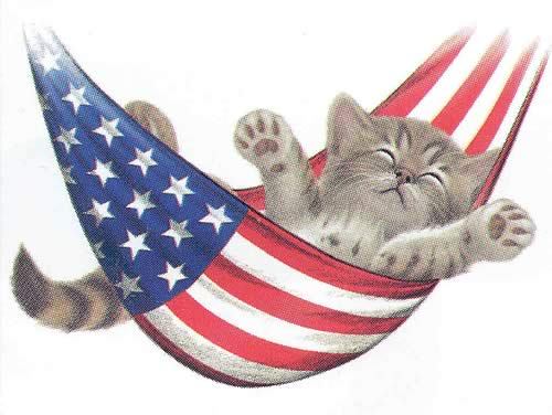 july 4 kitten