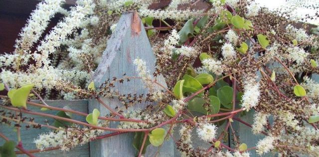 te de violets header