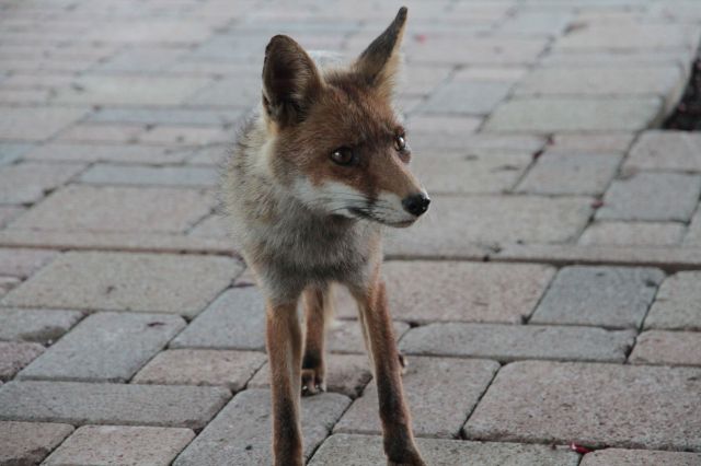 The Fox Who Came For Dinner...
