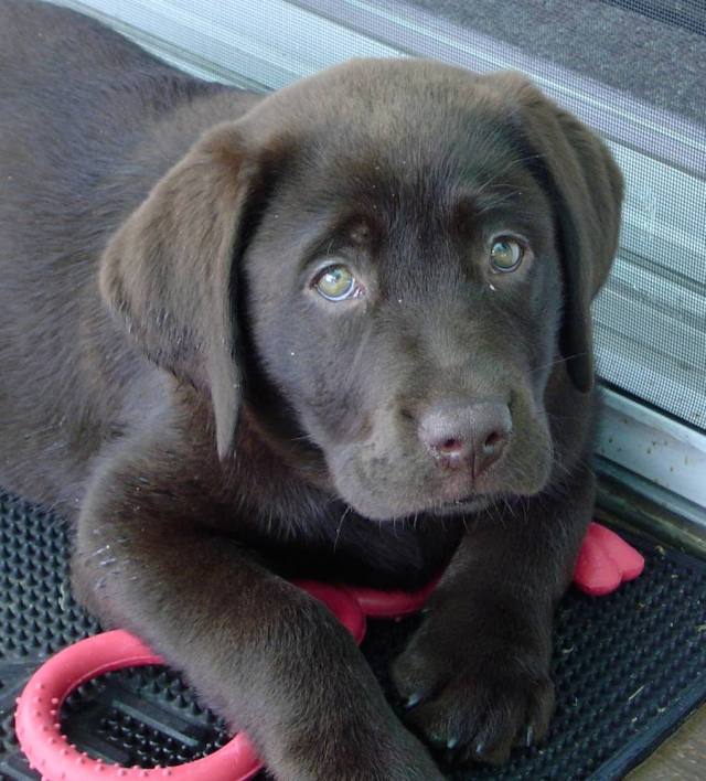 chocolate_labrador_01