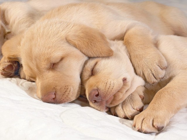 sleeping-golden-retriever-puppies-photo