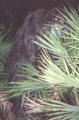 Myakka_skunk_ape_WikimediaCommons