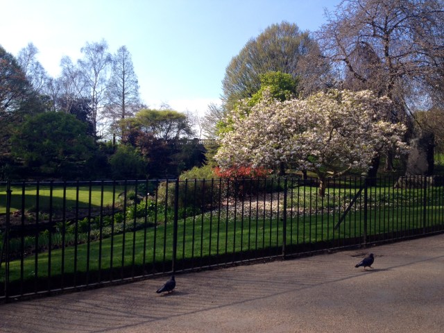 Hyde Park in the sun