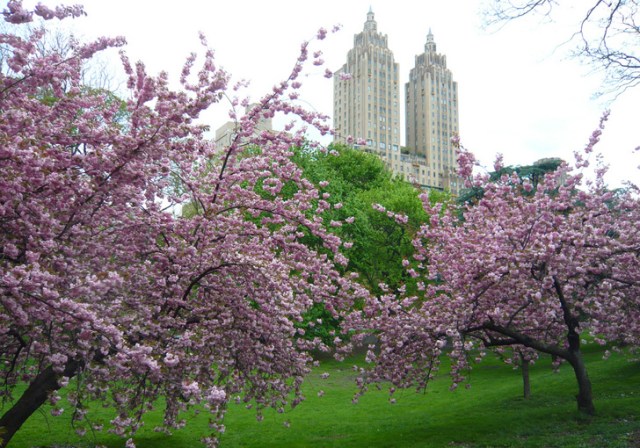 central-park-blooms