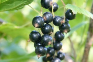 blackcurrant_bud