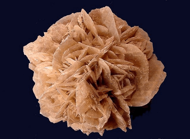 desert+rose+cochise+college