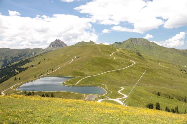 Buttercups and water