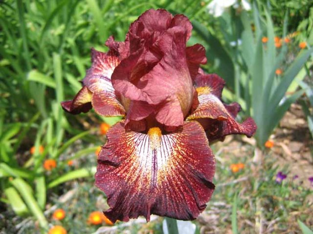 PaprikaFonos_by_JanLauritzen_3