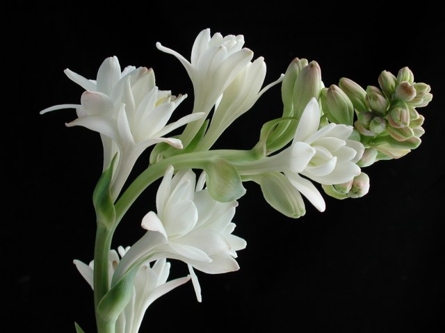 tuberose-london-1