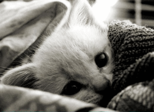 sick-kitten-blanket