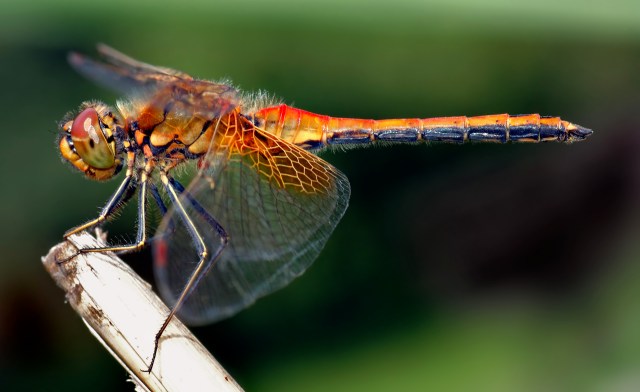 Sympetrum_flaveolum_-_side_(aka)
