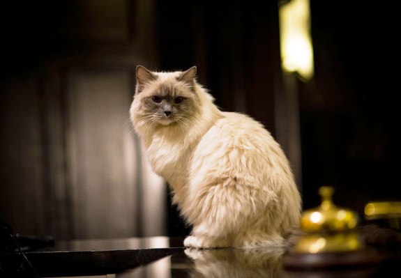 Algonquin_cat_Matilda