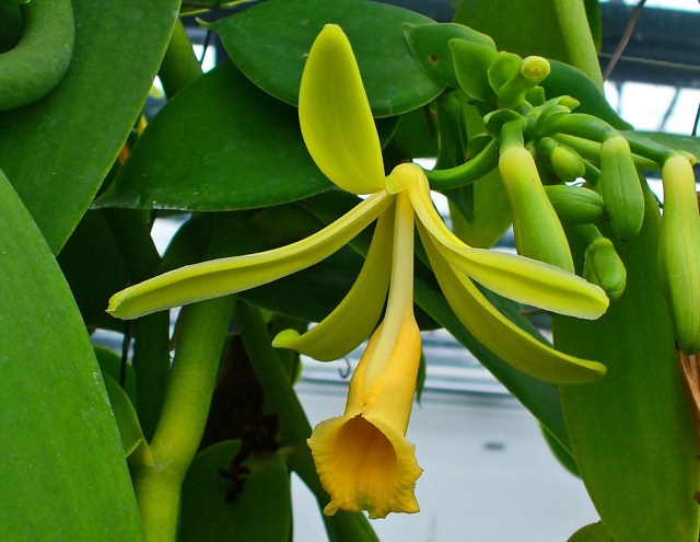 Vanilla_planifolia_03