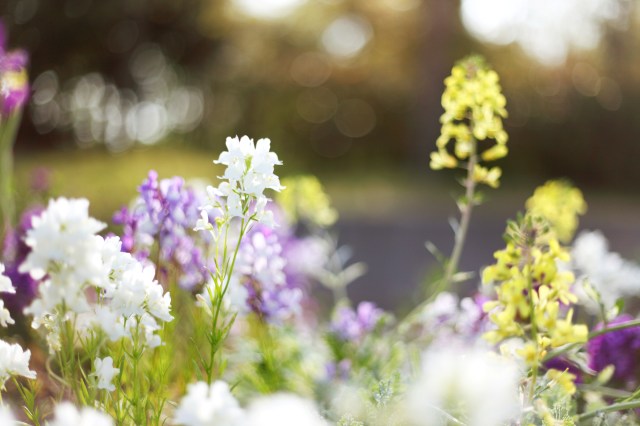flowers-flowers-white-purple-yellow-light-plants-grass-meadow-bloom-spring-light-glare