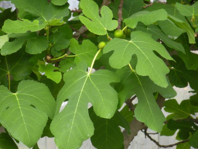 figleaves