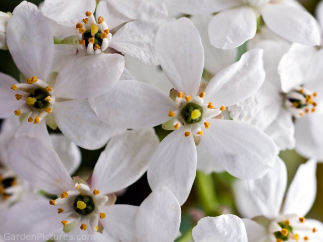 orange-blossoms-photo-background-02