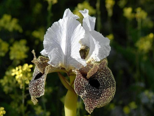 iris_bismarckiana